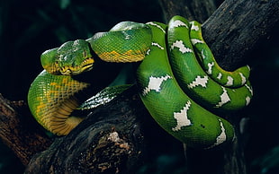 green and white snake on trunk